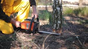 How Our Tree Care Process Works  in  Englewood, OH