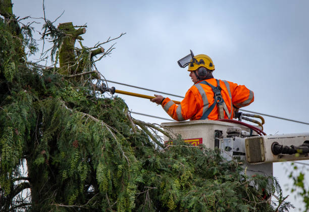 Englewood, OH Tree Services Company